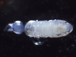 Attēlu rezultāti vaicājumam “Colloderma sp.”