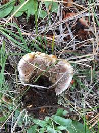 Attēlu rezultāti vaicājumam “Onnia tomentosa”