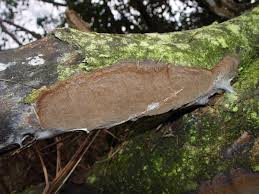 Attēlu rezultāti vaicājumam “Phellinus laevigatus”