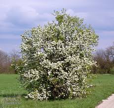 Attēlu rezultāti vaicājumam “Pyrus pyraster”