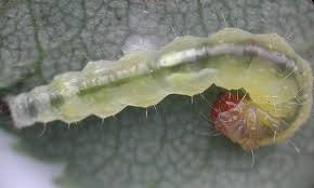 Attēlu rezultāti vaicājumam “Roeslerstammia erxlebella”