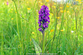 Attēlu rezultāti vaicājumam “Dactylorhiza incarnata flower”