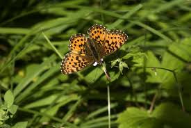 Attēlu rezultāti vaicājumam “Boloria titania”