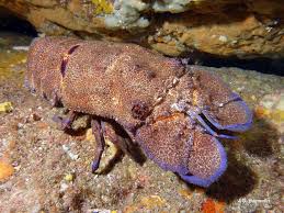 Image result for Scyllarides latus