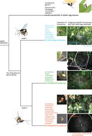 Attēlu rezultāti vaicājumam “Phylloneta cocoon”