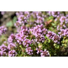 Attēlu rezultāti vaicājumam “Thymus pulegioides flower”