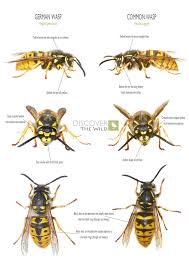 Attēlu rezultāti vaicājumam “Vespula germanica”