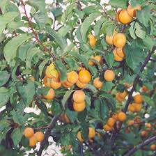 Attēlu rezultāti vaicājumam “Prunus armeniaca”