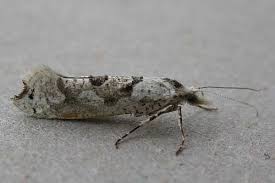 Attēlu rezultāti vaicājumam “Ypsolopha asperella”