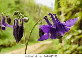 Attēlu rezultāti vaicājumam “Aquilegia vulgaris bud”