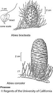 Attēlu rezultāti vaicājumam “Abies concolor”