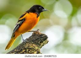 Image result for Icterus galbula