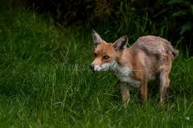 Attēlu rezultāti vaicājumam “Vulpes vulpes  adult”