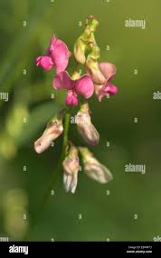 Attēlu rezultāti vaicājumam “Lathyrus sylvestris bud”