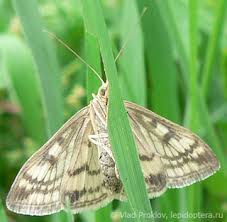 Attēlu rezultāti vaicājumam “Sitochroa verticalis”