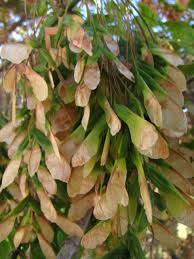 Attēlu rezultāti vaicājumam “Acer negundo fruit”