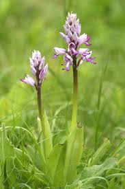 Attēlu rezultāti vaicājumam “Orchis militaris leaf”