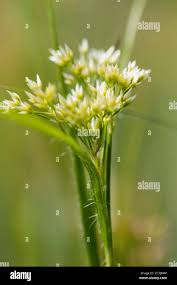 Attēlu rezultāti vaicājumam “Luzula luzuloides leaf”