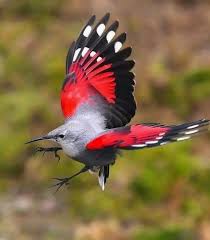 Image result for Tichodroma muraria