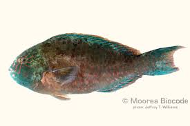 Image result for Calotomus carolinus