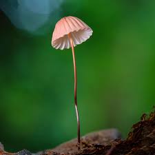 Attēlu rezultāti vaicājumam “Cribraria violacea macro”