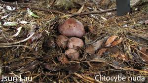 Attēlu rezultāti vaicājumam “Lepista nuda”