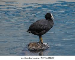 Attēlu rezultāti vaicājumam “Fulica atra”