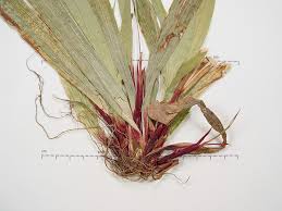 Attēlu rezultāti vaicājumam “Carex appropinquata leaf”