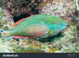 Image result for Sparisoma aurofrenatum