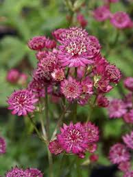 Attēlu rezultāti vaicājumam “Astrantia major”