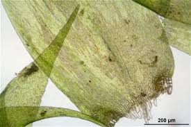 Attēlu rezultāti vaicājumam “Homomallium incurvatum”