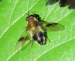 Attēlu rezultāti vaicājumam “Leucozona lucorum”