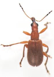 Attēlu rezultāti vaicājumam “Attelabidae”