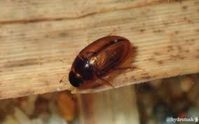 Attēlu rezultāti vaicājumam “Enochrus affinis”