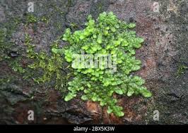 Attēlu rezultāti vaicājumam “Radula complanata sporophyte”