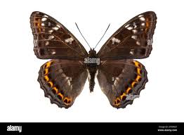 Attēlu rezultāti vaicājumam “Limenitis populi upperside”