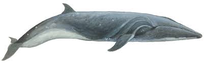 Image result for Balaenoptera borealis