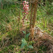 Attēlu rezultāti vaicājumam “Epipactis helleborine fruit”