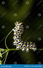 Attēlu rezultāti vaicājumam “Papilio machaon larva”