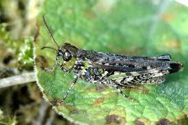 Attēlu rezultāti vaicājumam “Myrmeleotettix maculatus”