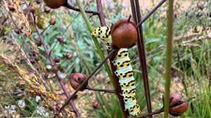 Attēlu rezultāti vaicājumam “Sesleria caerulea fruit”