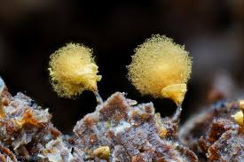 Attēlu rezultāti vaicājumam “Hemitrichia calyculata stalked”