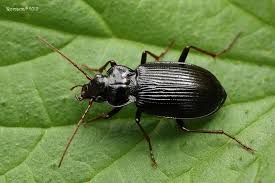 Attēlu rezultāti vaicājumam “Nebria brevicollis”