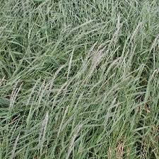 Attēlu rezultāti vaicājumam “Elytrigia repens subsp. arenosa”