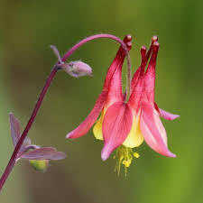Image result for Aquilegia