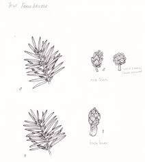 Attēlu rezultāti vaicājumam “Taxus baccata male flower”