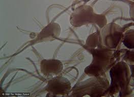 Attēlu rezultāti vaicājumam “Cribraria piriformis macro”