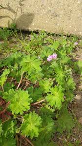 Attēlu rezultāti vaicājumam “Geranium pusillum leaf”