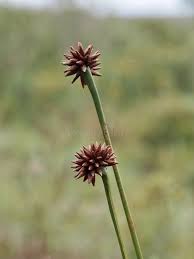 Attēlu rezultāti vaicājumam “Cladium mariscus bud”