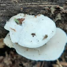 Attēlu rezultāti vaicājumam “Postia stiptica”